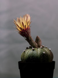 Close-up of flowering plant against blue background