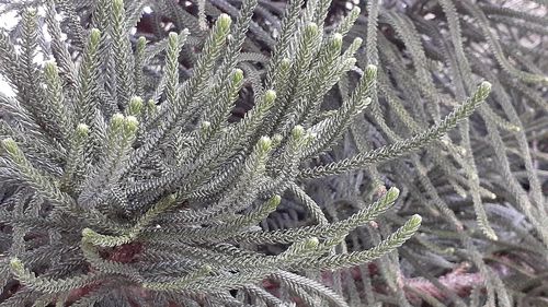 Close-up of pine tree during winter