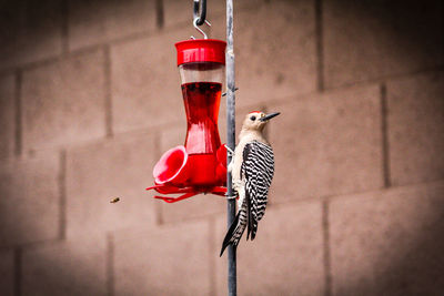 Close-up of bird perching on feeder