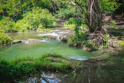 Scenic view of waterfall in forest