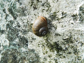 Close-up of snail on rock