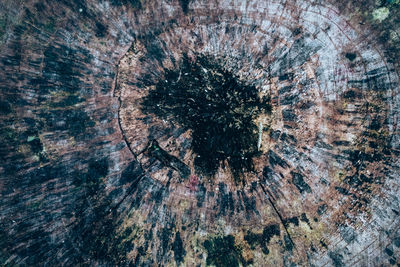 Full frame shot of tree stump