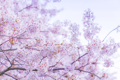 Low angle view of pink cherry blossom