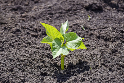 Close-up of small plant growing on field