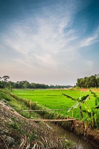 Scenic view of agricultural field against sky