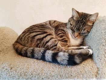 Close-up of cat lying down