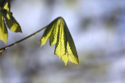 Close-up of leaf