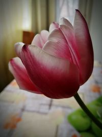 Close-up of pink flower blooming outdoors