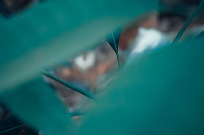 High angle view of leaf in sea