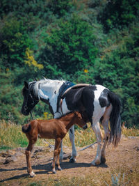 Horse standing on field