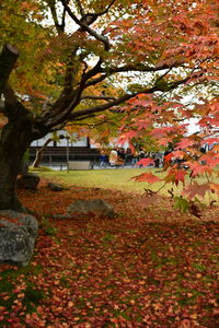 Trees and leaves in park during autumn