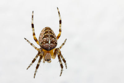 Close-up of spider