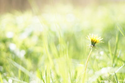 Close-up of dandelion flower growing on field