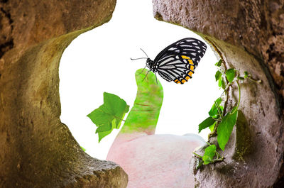 Close-up of butterfly on tree trunk