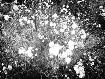 Close-up of white flowers