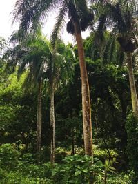 View of palm trees in forest