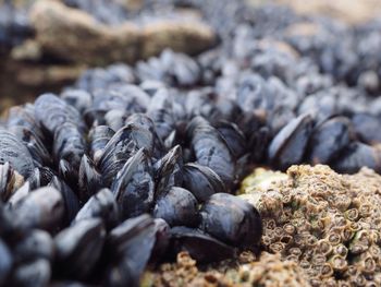 High angle view of mussels on shore