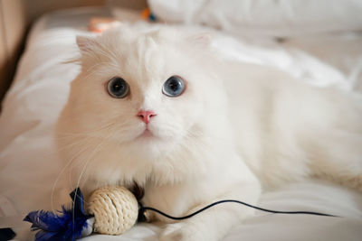 pet
