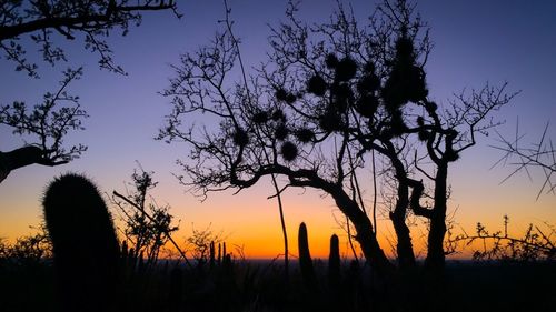 Silhouette of trees at sunset