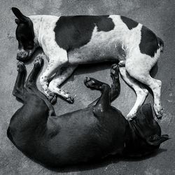 High angle view of stray dogs lying on street