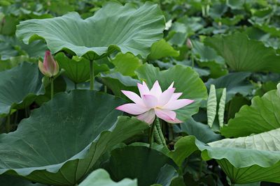 Close-up of lotus water lily in lake