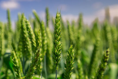 Close-up of wheat growing on field against sky