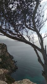 Tree by sea against sky