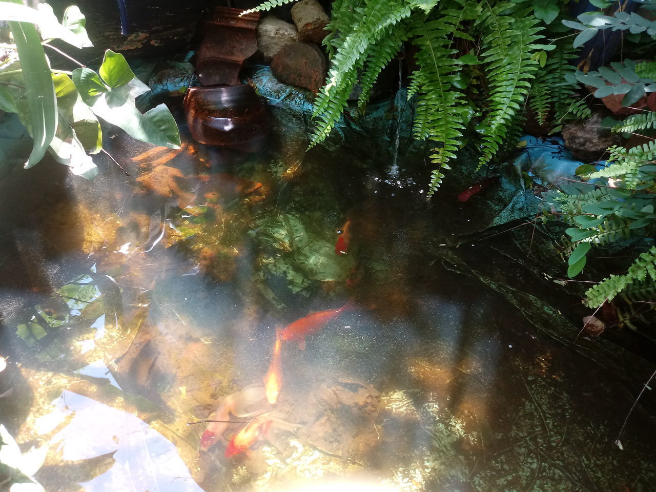 HIGH ANGLE VIEW OF KOI FISH SWIMMING IN POND