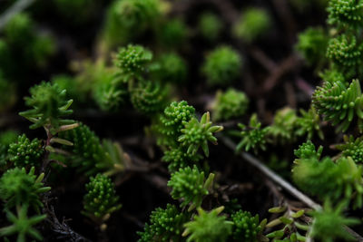 Close-up of green plant