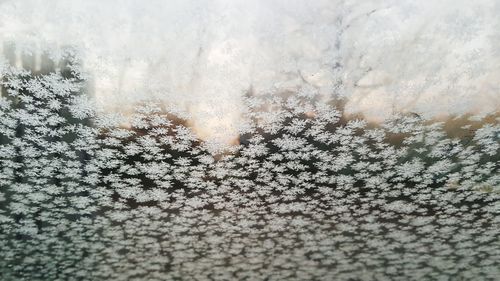 Full frame shot of snow on plants