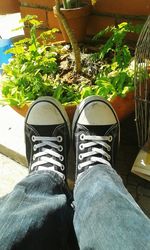 Low section of man in potted plant