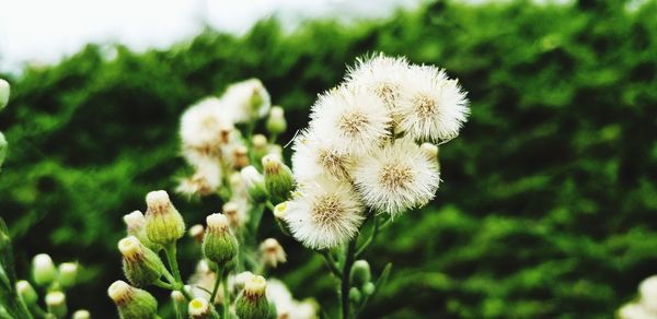 Close-up of flower against blurred background