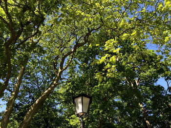 Low angle view of street light against trees