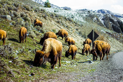 Horses grazing on field against sky