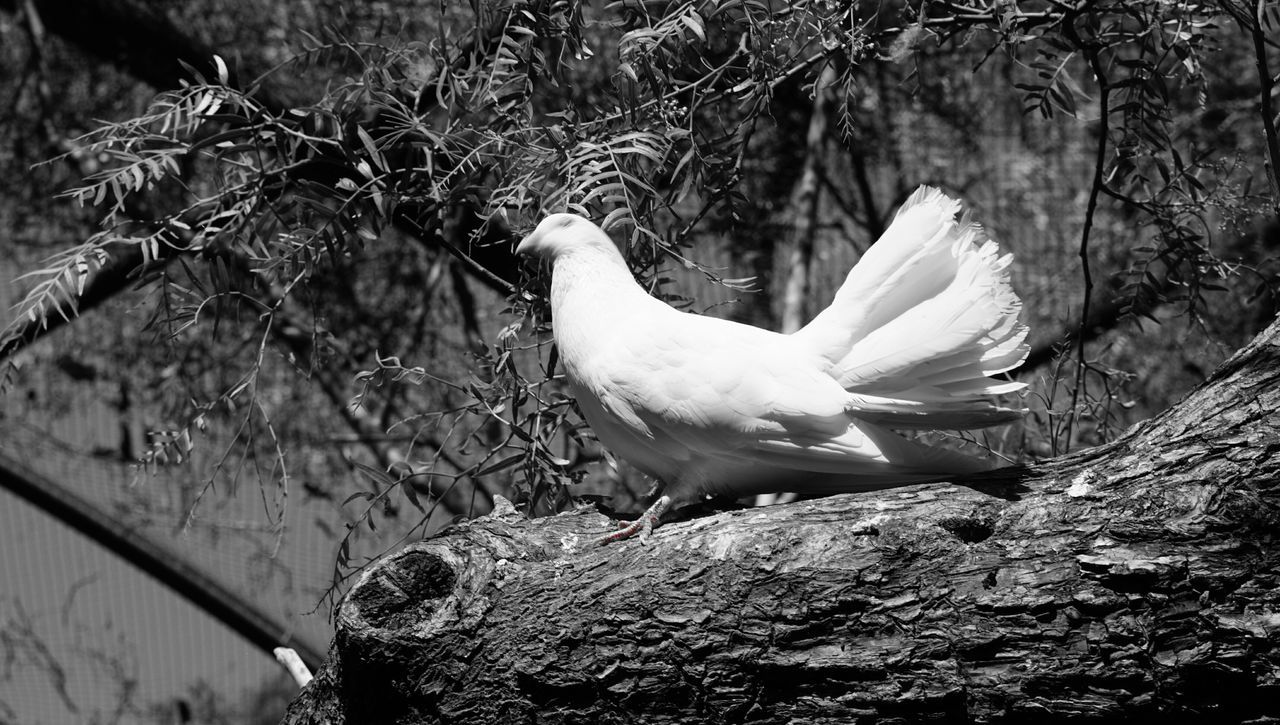 animal themes, bird, animals in the wild, wildlife, one animal, perching, seagull, nature, beak, side view, rock - object, full length, spread wings, zoology, white color, outdoors, day, water, no people, two animals