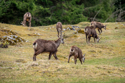 Group of chamois and offspring. rupicapra rupicapra in natural environment in switzerland. 