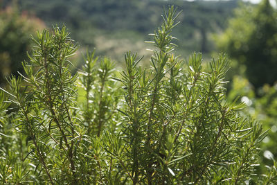Close-up of fresh plants