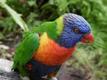 Close-up of parrot perching on leaf