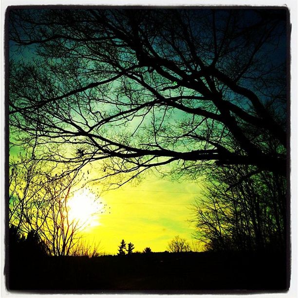 SILHOUETTE OF BARE TREES AGAINST SUNSET