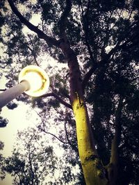 Low angle view of tree against sky