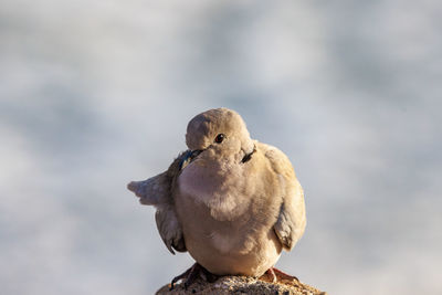 Low angle view of bird perching on snow
