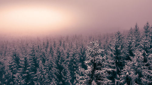 Pine trees in forest during sunset