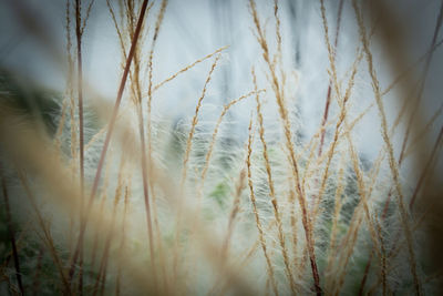 Close-up of stalks in field