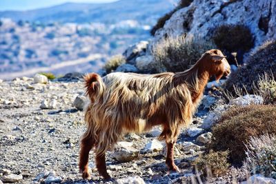 Hairy goat on crete island in greece