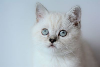 Close-up portrait of a cat