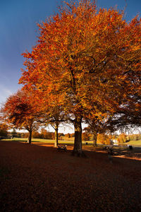 Trees against sky during autumn