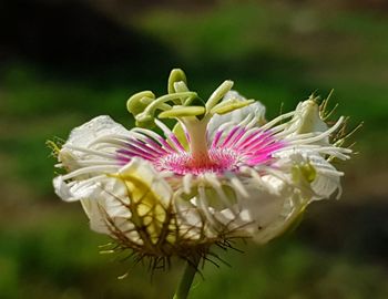 Close-up of white flowering plant