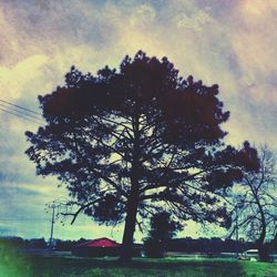 Low angle view of trees against cloudy sky