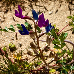 Close-up of purple flowering plant