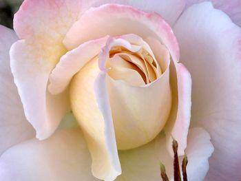 Close-up of pink rose